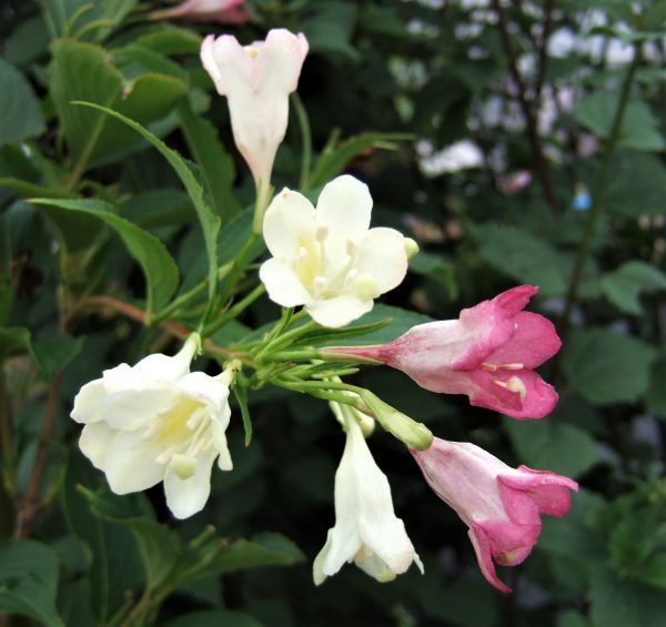 Weigela Strawberries and Cream2 WEB