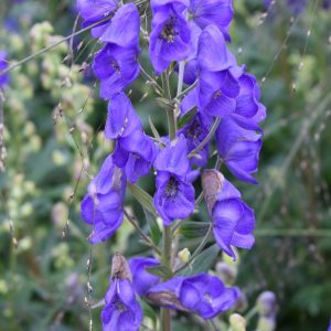 Aconitum carmichaelii 'Arendsii'