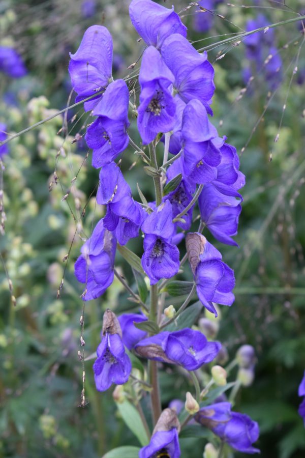 Aconitum carmichaelii 'Arendsii' | Proctors Nursery