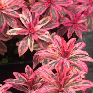 Euphorbia amygdaloides 'Frosted Flame'