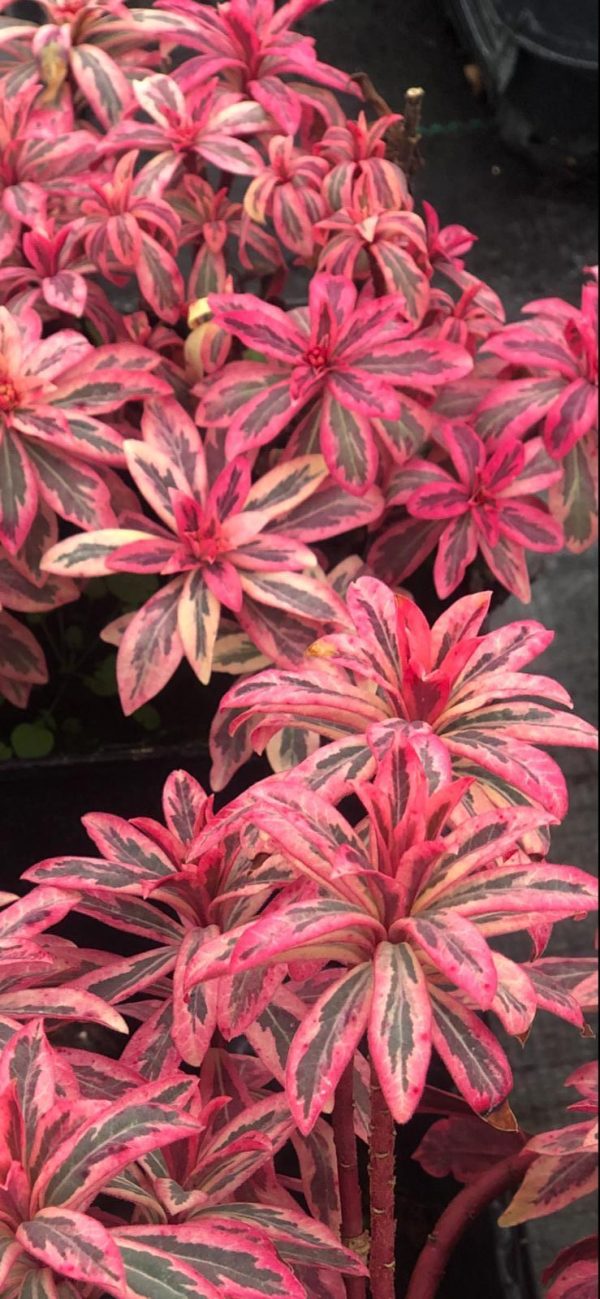 Euphorbia amygdaloides 'Frosted Flame'