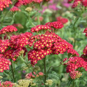 Achillea millefolium 'Strawberry Seduction'