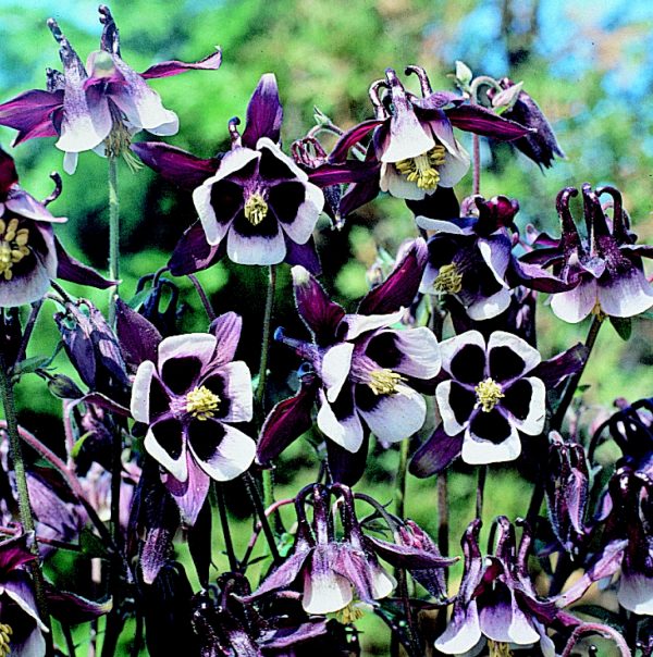 Aquilegia-William-Guiness Aquilegia vulgaris 'William Guinness'