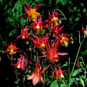 Aquilegia skinneri 'Tequila Sunrise'