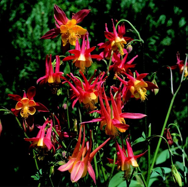 Aquilegia skinneri 'Tequila Sunrise'