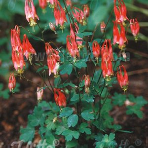 Aquilegia canadensis 'Little Lanterns'