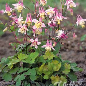 Aquilegia canadensis 'Pink Lanterns'