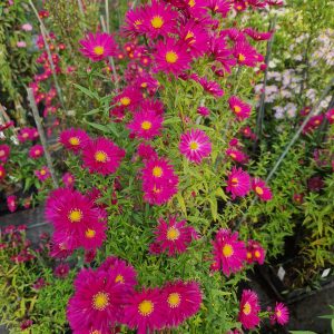 Symphyotrichum (Aster) novi-belgii 'Crimson Brocade'