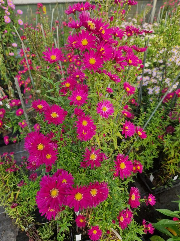 Aster crimson brocade Symphyotrichum (Aster) novi-belgii 'Crimson Brocade'