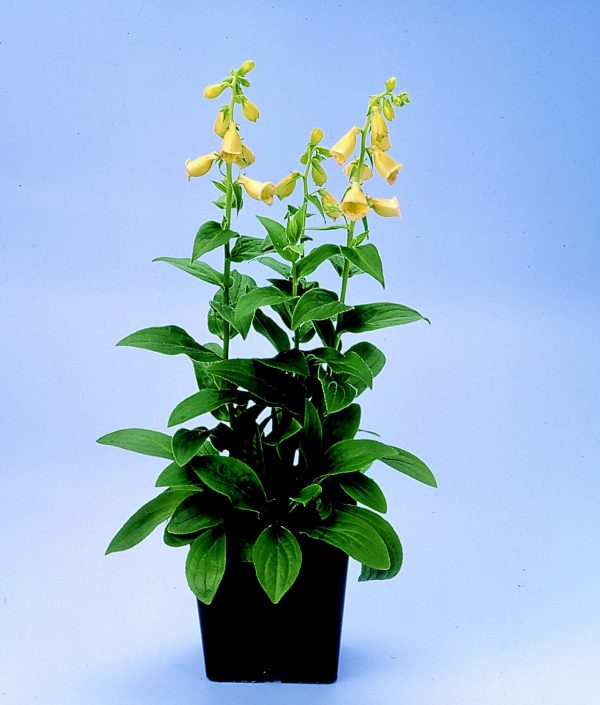 Digitalis grandiflora 'Carillon'