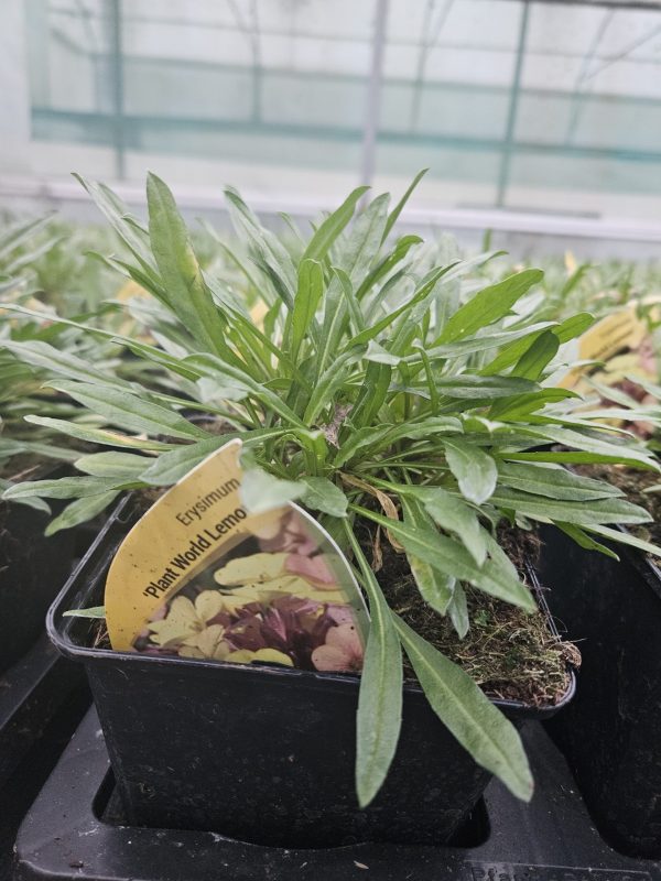 Erysimum 'Plant World Lemon' Erysimum 'Plant World Lemon'