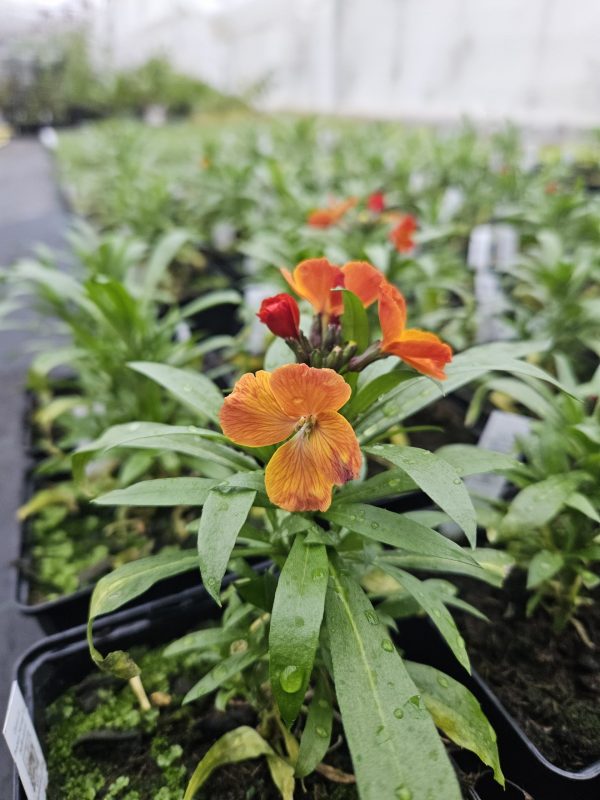 Erysimum 'Spring Breeze Copper'