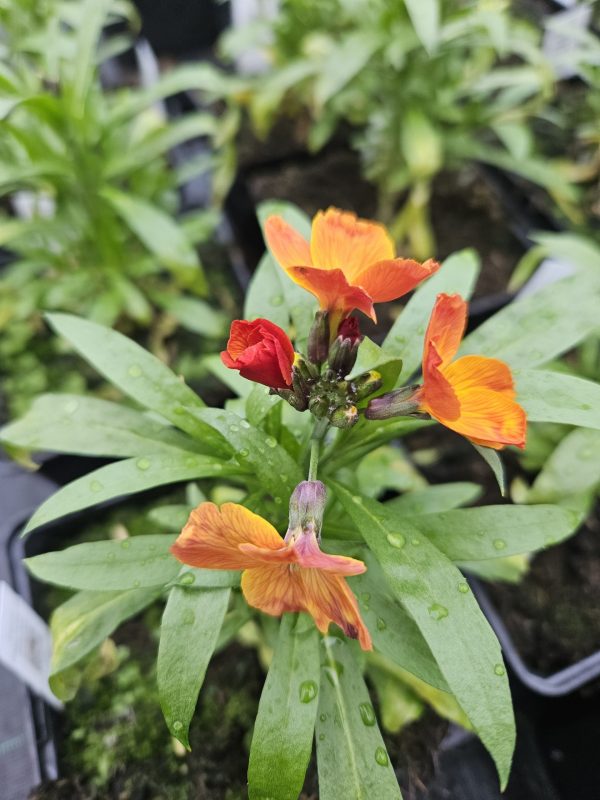 Erysimum 'Spring Breeze Copper'