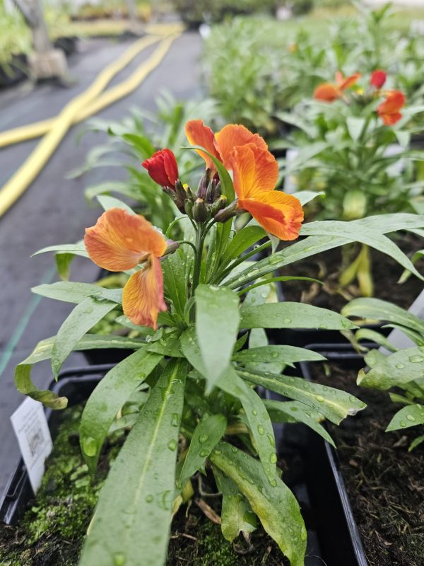 Erysimum 'Spring Breeze Copper'