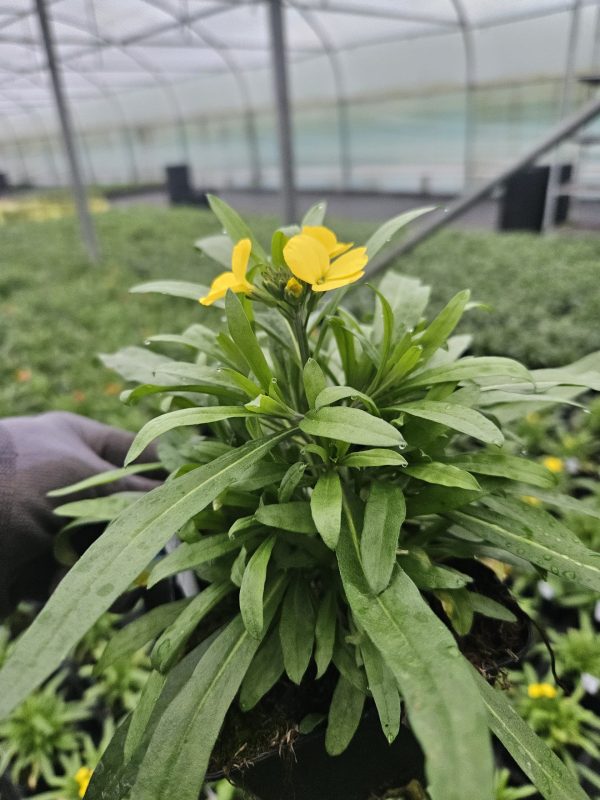 Erysimum 'Spring Breeze Sunglow' Erysimum 'Spring Breeze Sunglow'