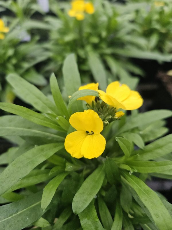 Erysimum 'Spring Breeze Sunglow'2 Erysimum 'Spring Breeze Sunglow'