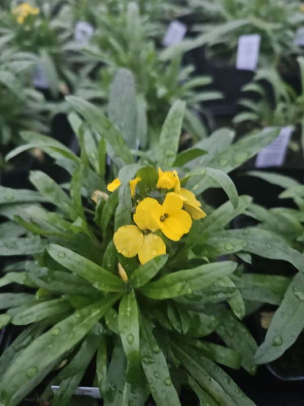 Erysimum 'Spring Breeze Sunglow'3 Erysimum 'Spring Breeze Sunglow'