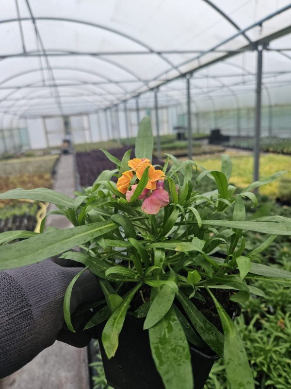 Erysimum 'Spring Breeze Sunset'