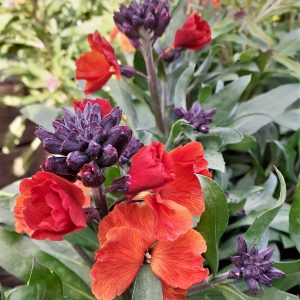 Erysimum 'Spring Breeze Copper'