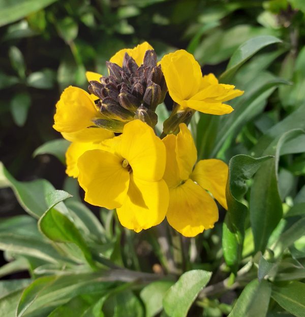 Erysimum_Spring_Breeze_Sunglow_WEB Erysimum 'Spring Breeze Sunglow'