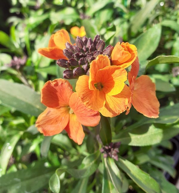 Erysimum 'Spring Breeze Sunset'