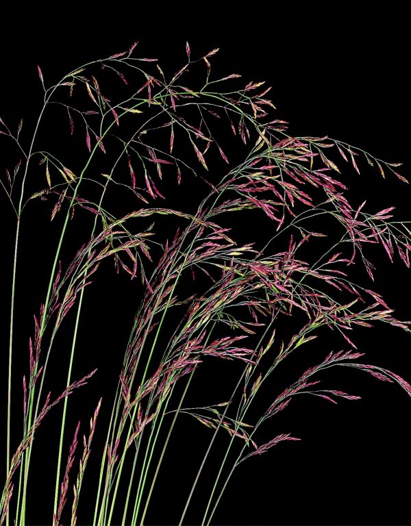 Grass-Festuca-Amethystina Festuca amethystina