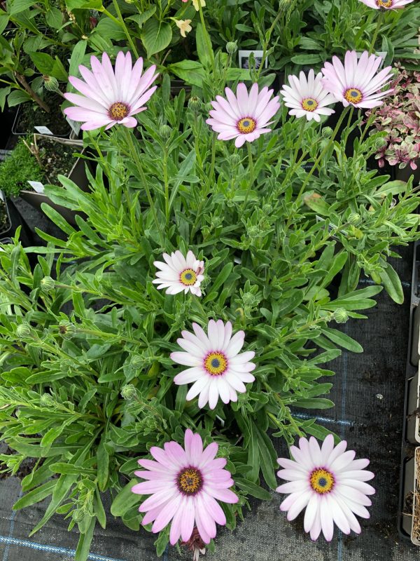 Osteospermum 'Lady Leitrim'