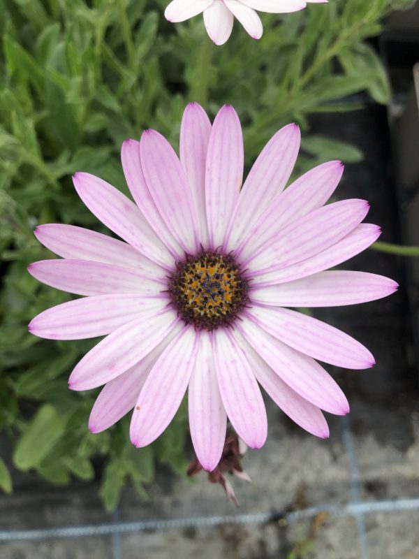 Osteospermum 'Lady Leitrim'