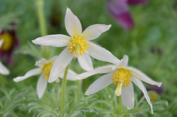 Pulsatilla 'Pearl Bells' (7)