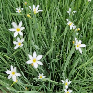 Sisyrinchium angustifolium f.album