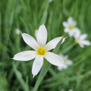 Sisyrinchium f.album