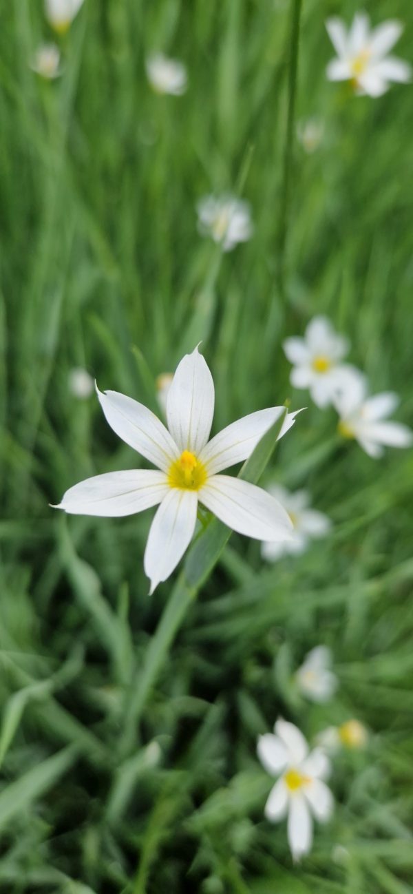 Sisyrinchium f.album 2 Sisyrinchium f.album