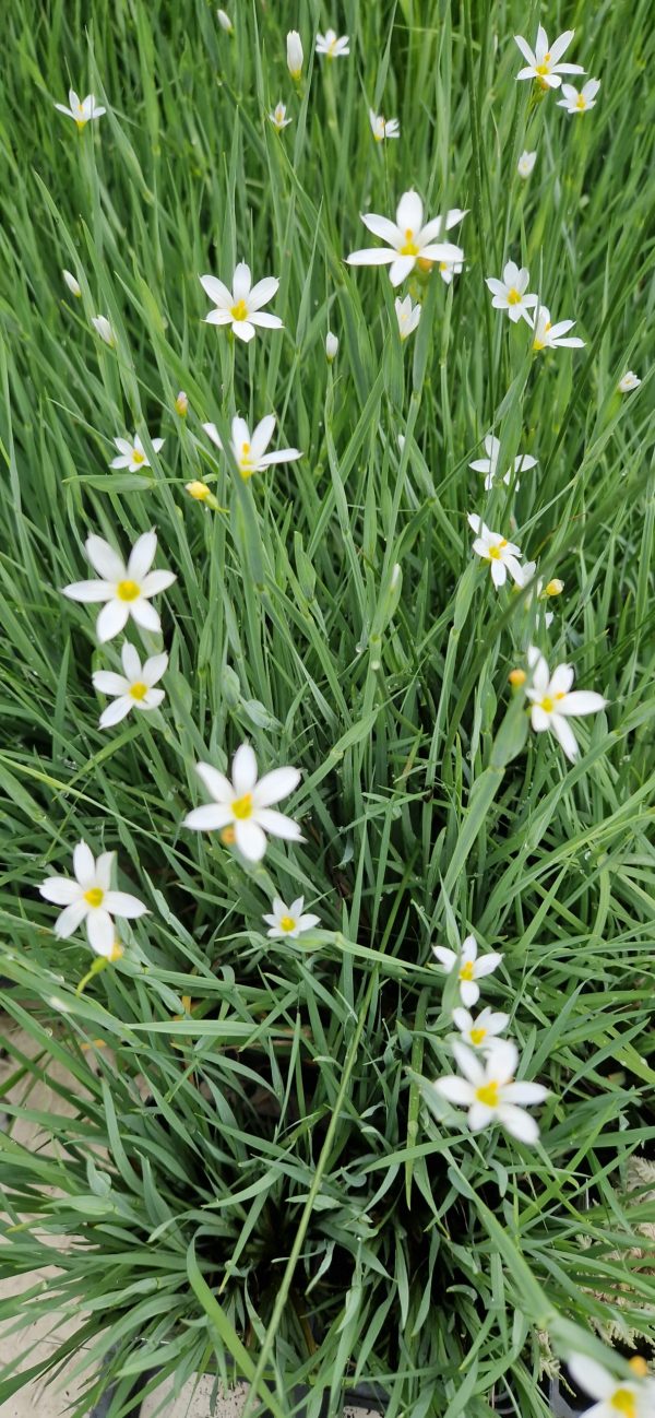 Sisyrinchium angustifolium f.album