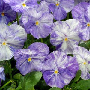 Viola 'Columbine'
