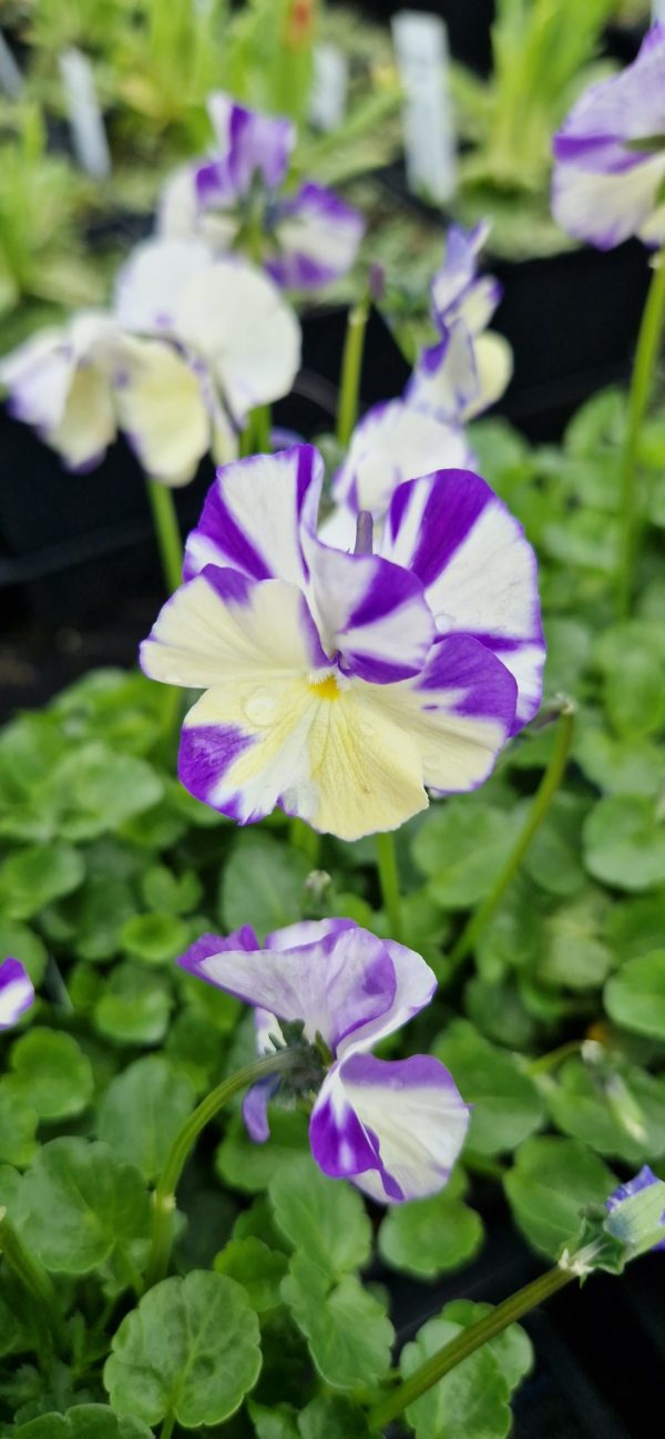 Viola 'Rebecca' Viola 'Rebecca'
