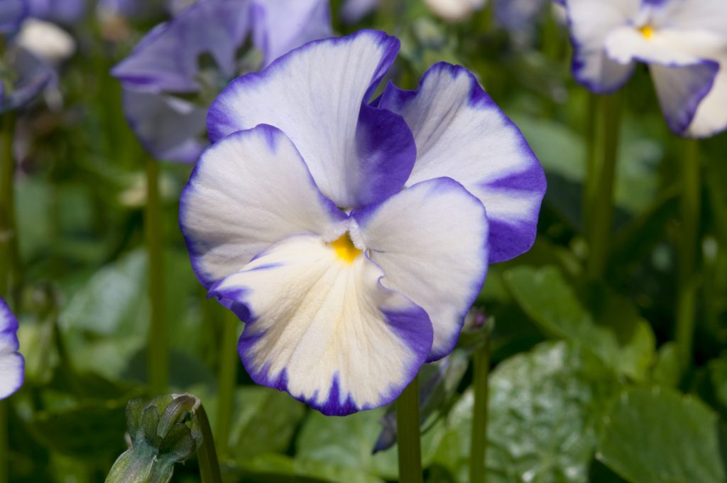 Viola 'Rebecca' Shop Well Established Viola Proctors Nursery