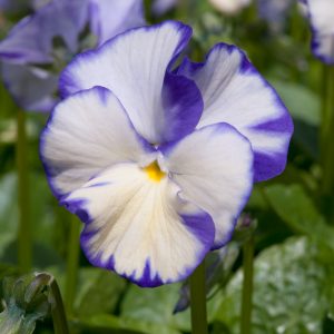 Viola 'Rebecca'