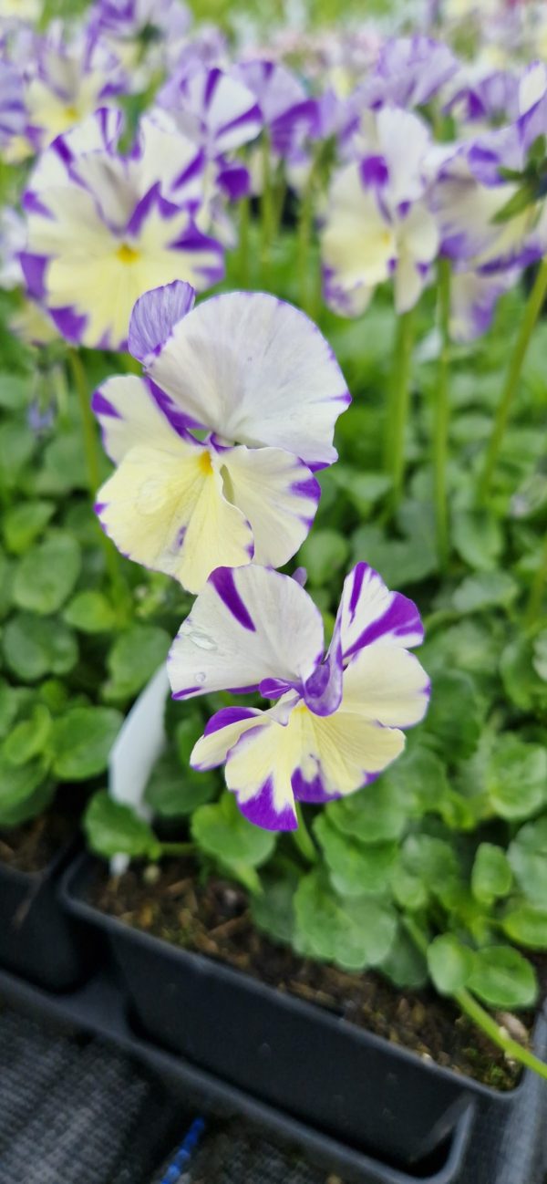 Viola 'Rebecca'2 Viola 'Rebecca'