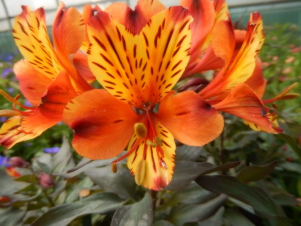 DSCN2605 Alstroemeria Summer Paradise Collection 'Indian Summer'