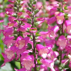 Digitalis x valinii 'Berry Canary'
