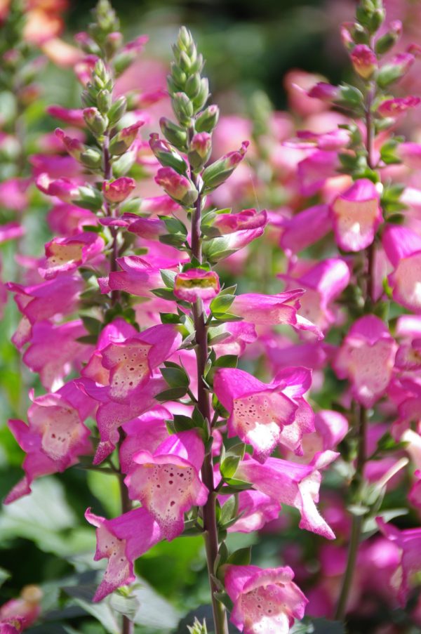 Digiplexis Berry Canary cu Digitalis x valinii 'Berry Canary'