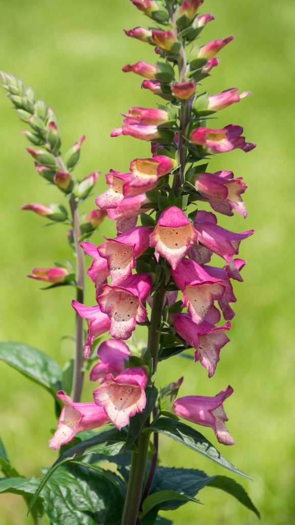 Digiplexis 'Berry Canary' Well Established Digiplexis Proctors Nursery