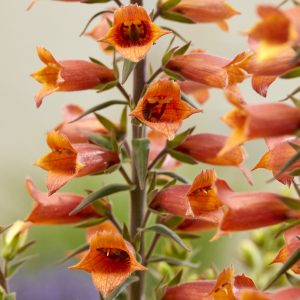 Digitalis x valinii 'Firecracker'