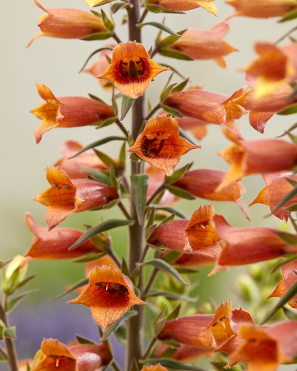 Digiplexis Firecracker Digitalis x valinii 'Firecracker'