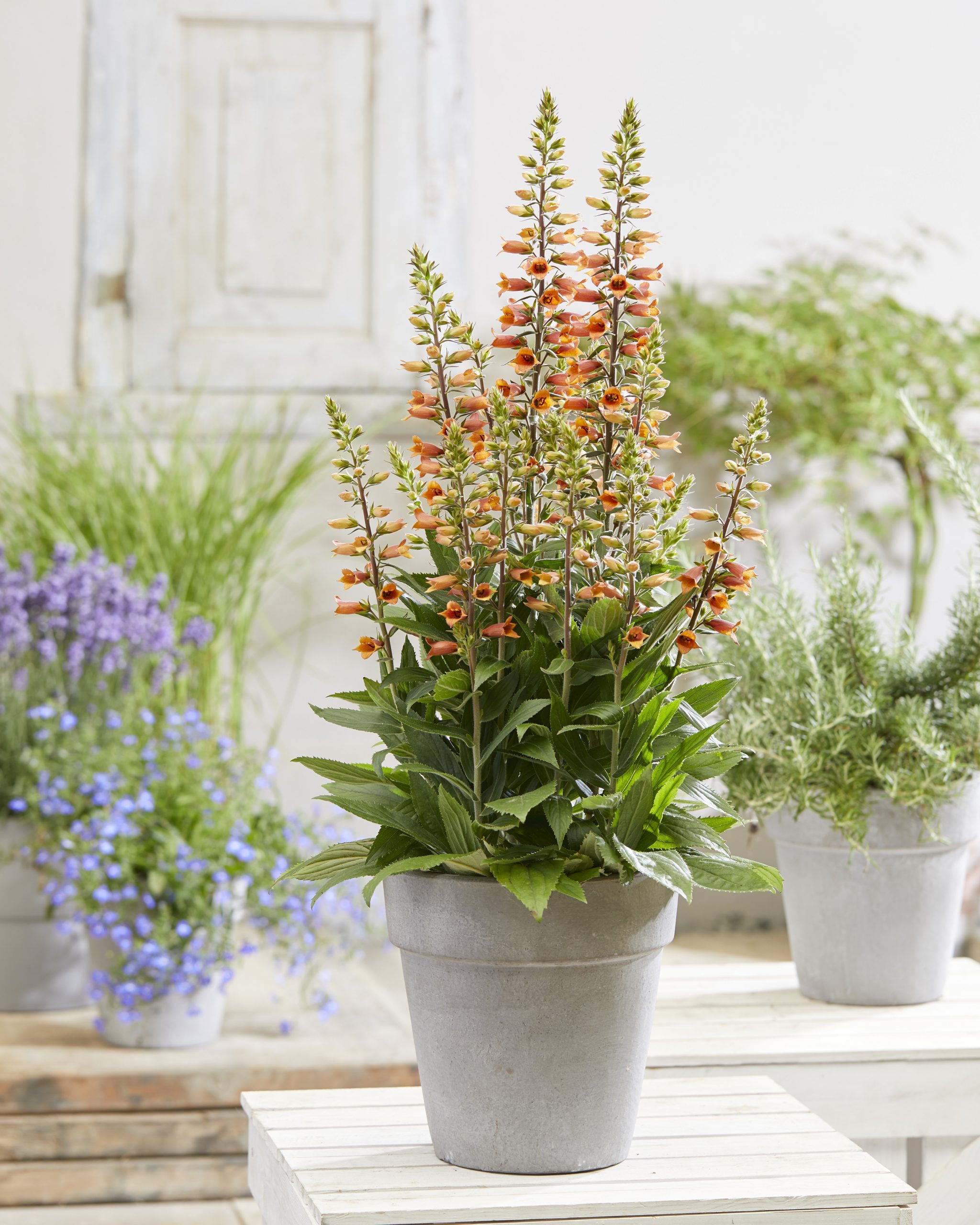 Digiplexis Firecracker pot scaled jpg 2048 2560 