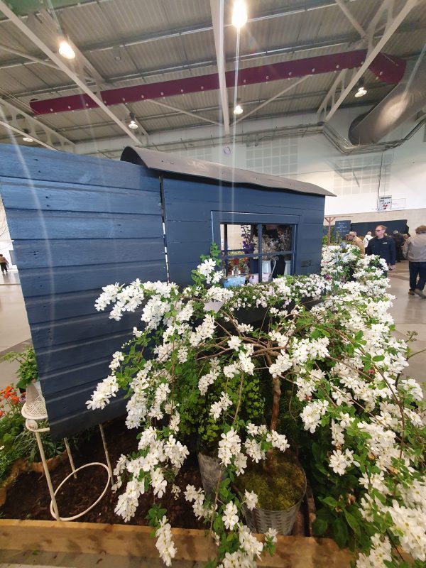 Exochorda x macarantha 'The Bride' Exochorda x macarantha 'The Bride'