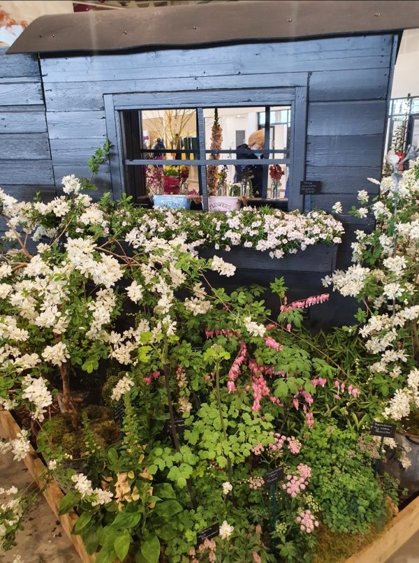 Exochorda x macarantha 'The Bride' 2 Exochorda x macarantha 'The Bride'