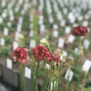 Armeria pseudarmeria 'Ballerina Red'