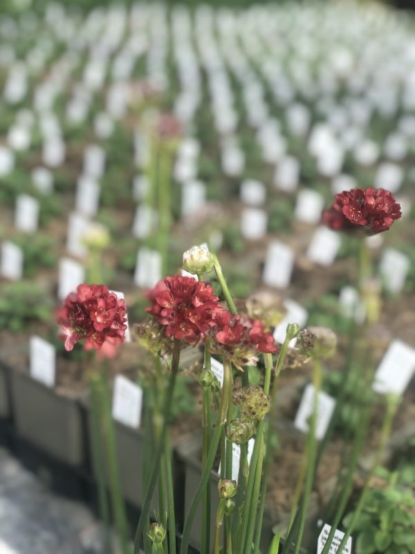 IMG_5414 2 Armeria pseudarmeria 'Ballerina Red'