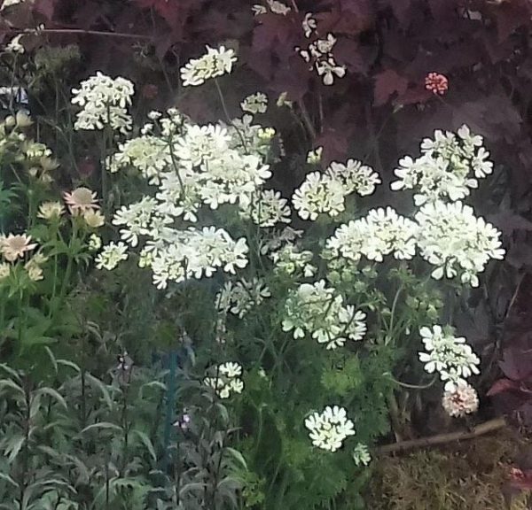 Orlaya grandiflorum WEB2